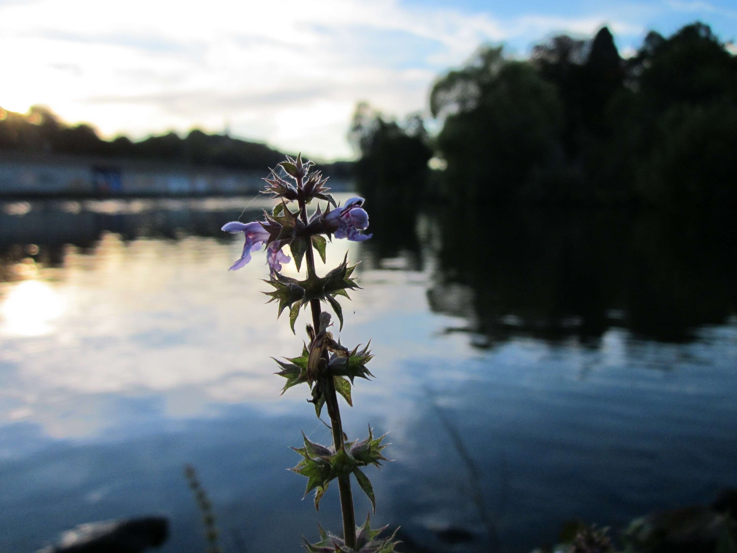 Image of Hedge-nettle