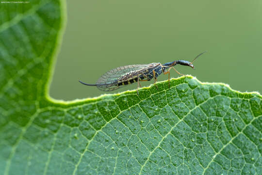 Image of Raphidia (Raphidia) euxina Navás 1915