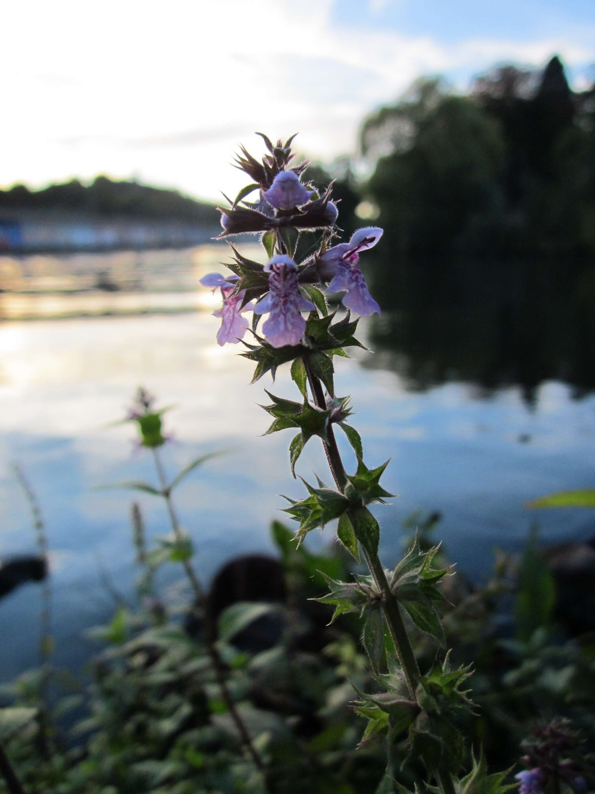 Image of Hedge-nettle