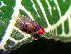 Image of Pomace fly