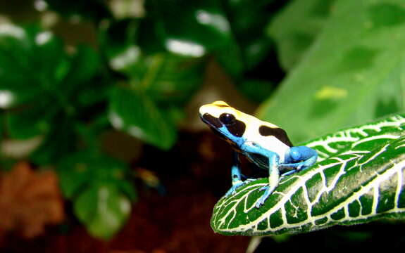 Image of Dyeing Poison Frog