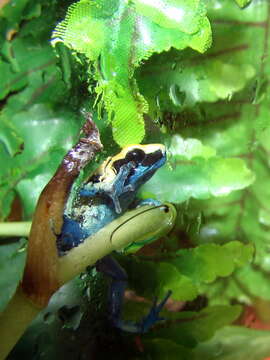 Image of Dyeing Poison Frog