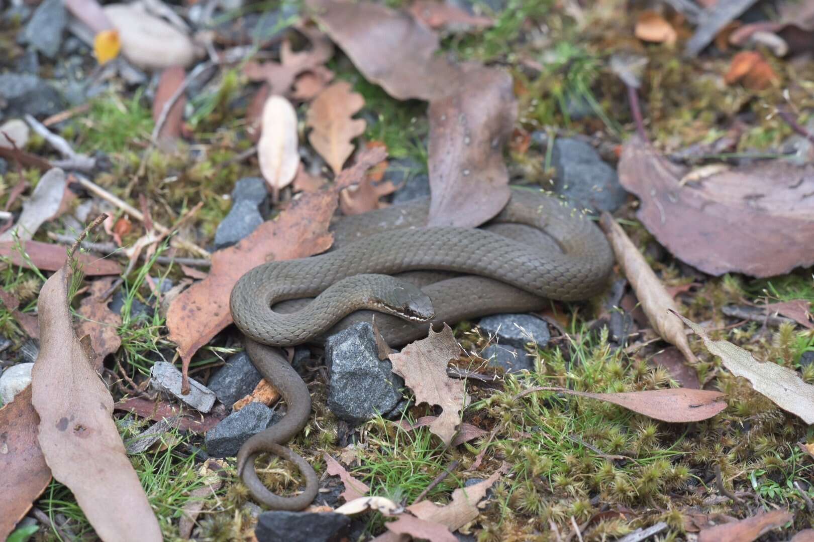 Image of White-lipped snake