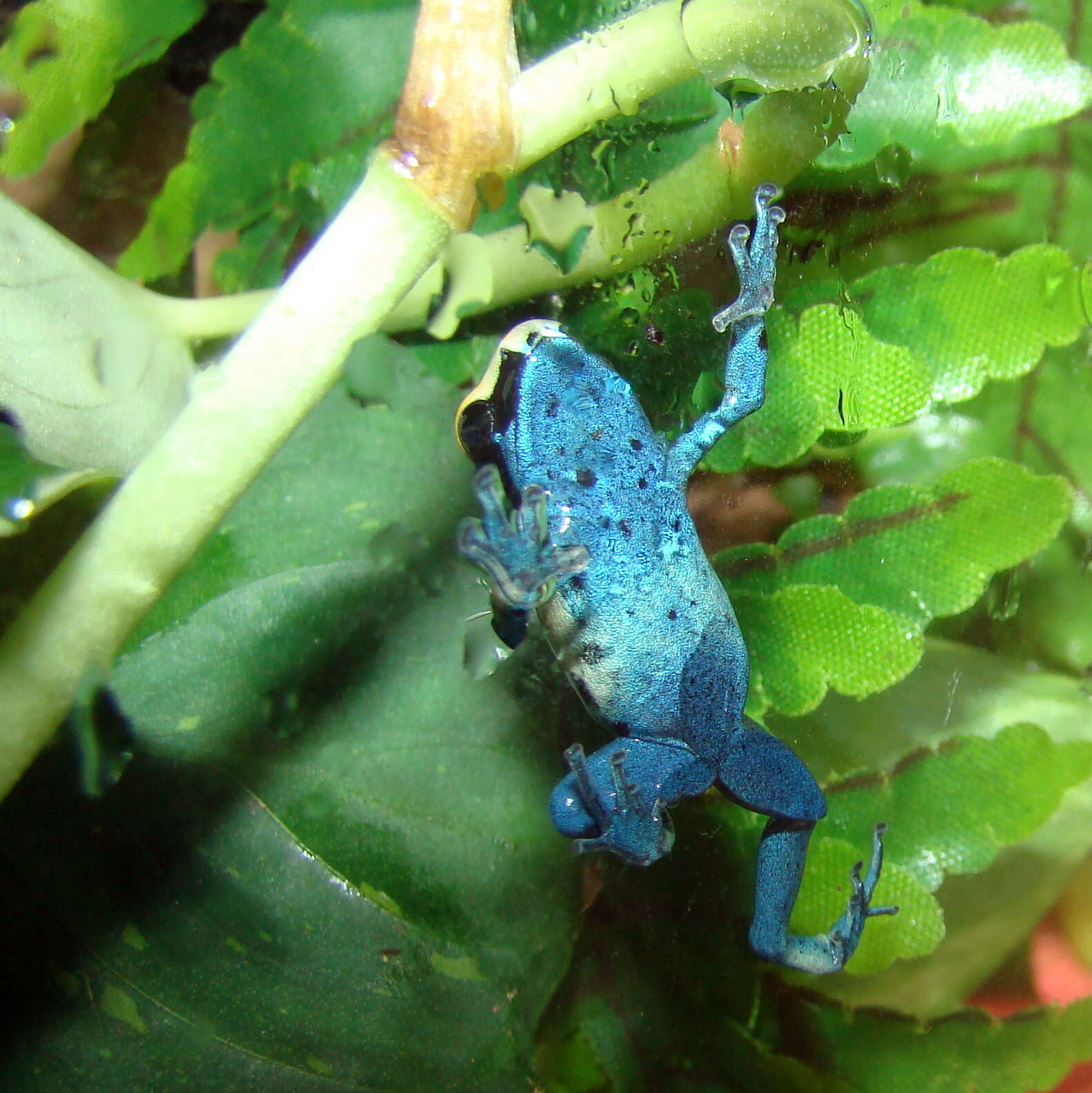 Image of Dyeing Poison Frog