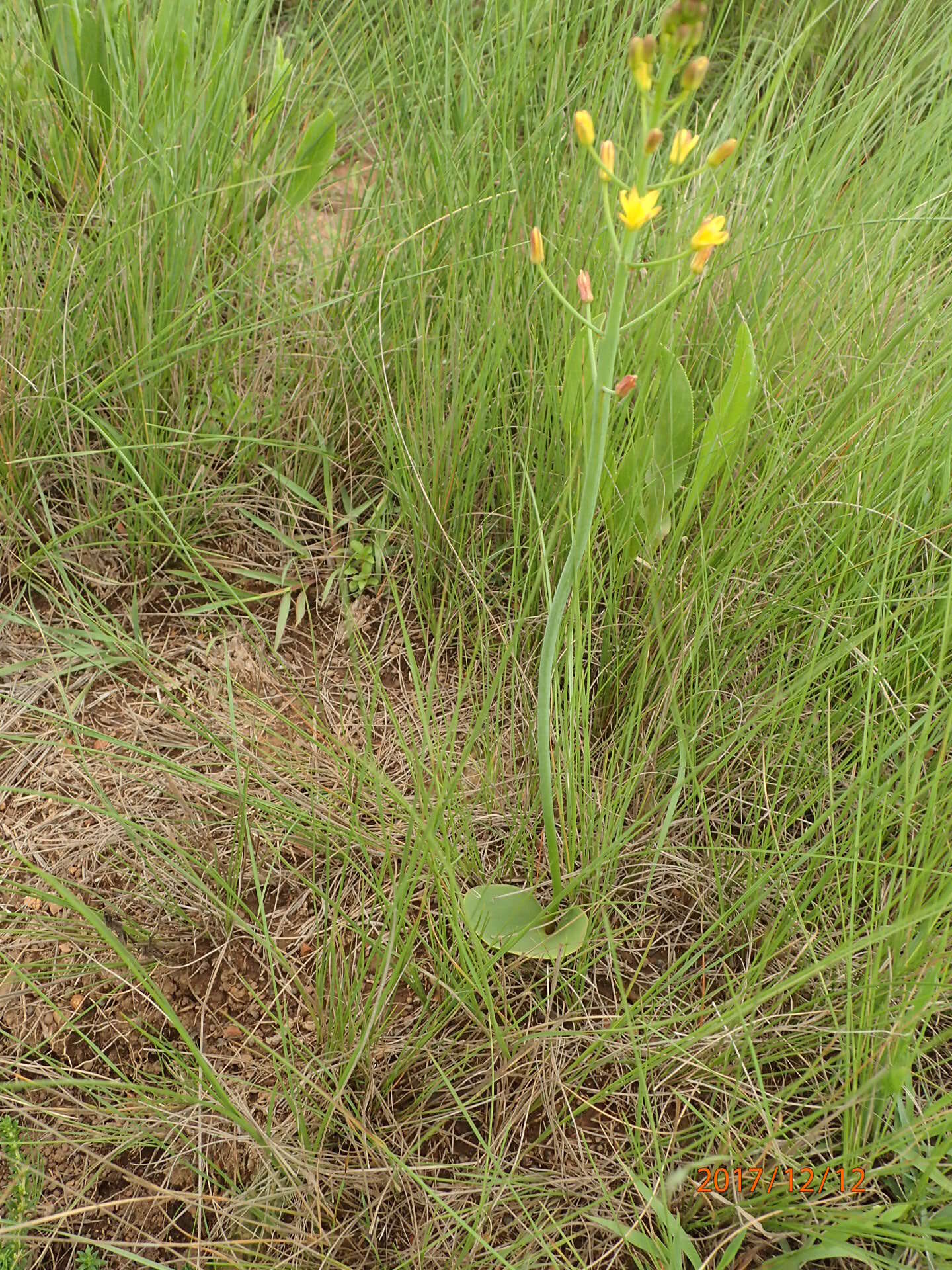 Image of Eriospermum mackenii subsp. mackenii