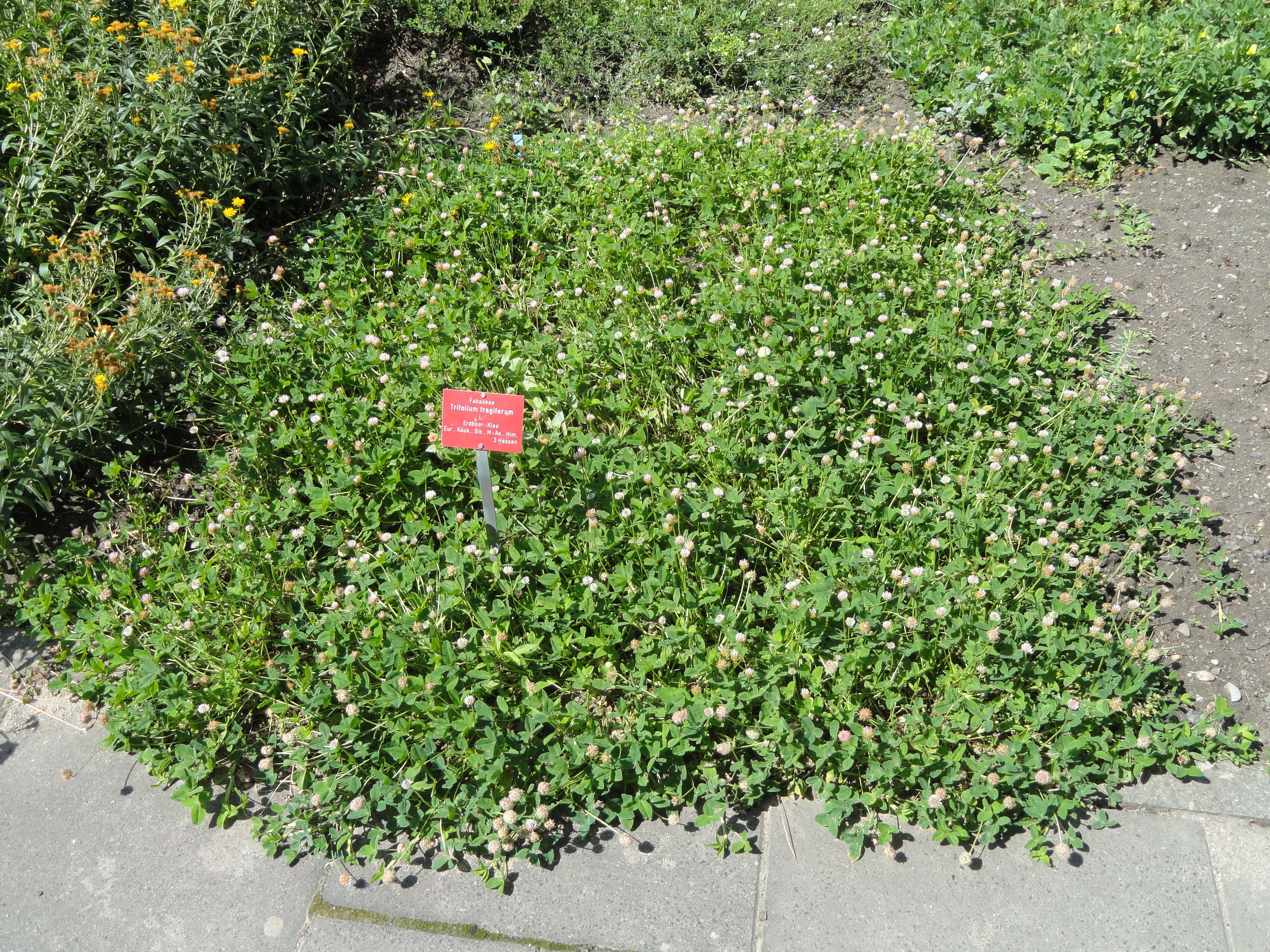 Image of strawberry clover