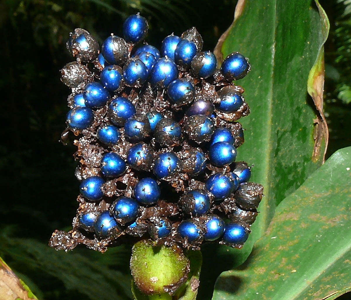 Image of marble berry