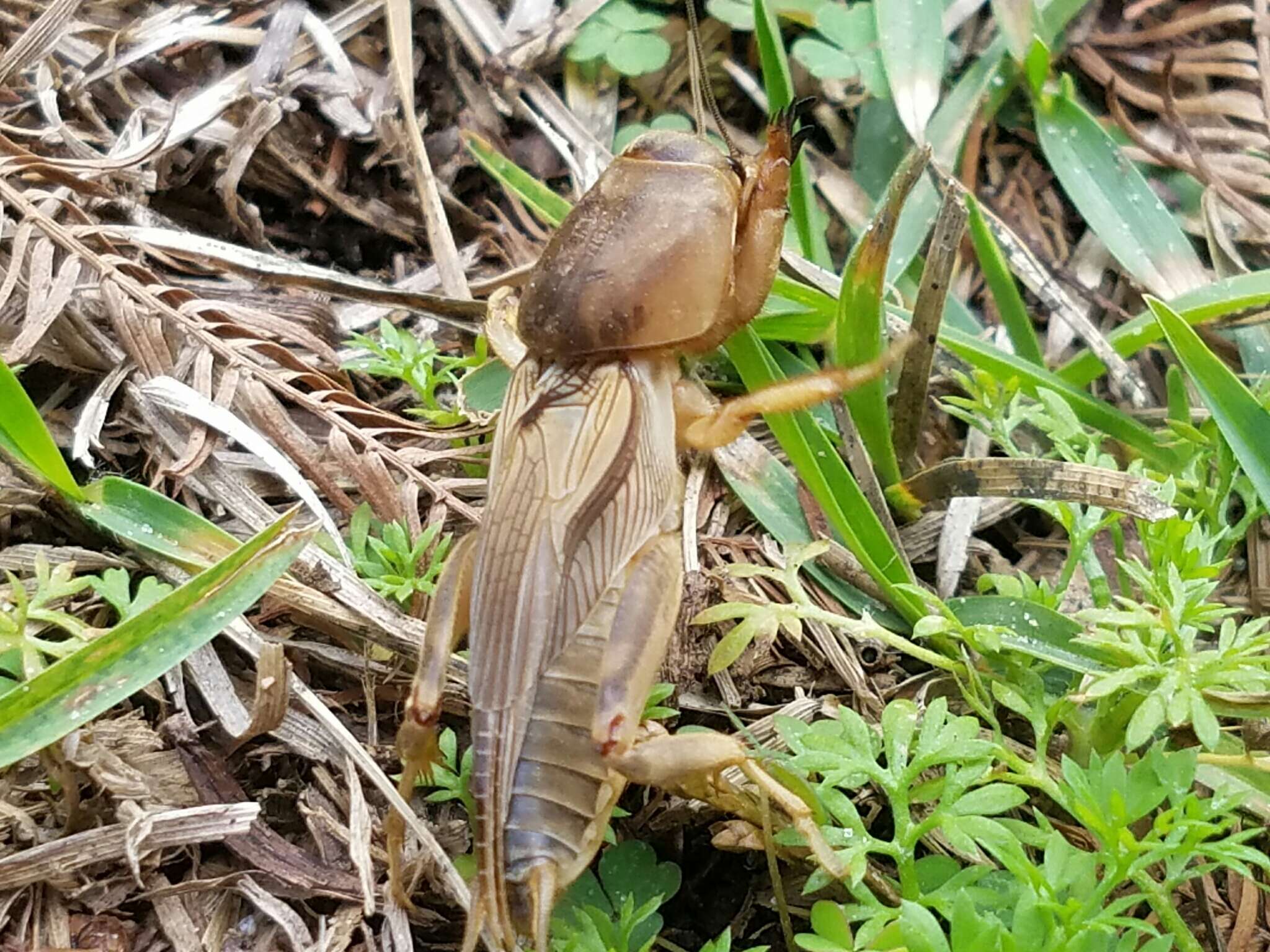 Image of Tawny Mole Cricket