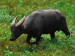 Image of Mindoro Dwarf Buffalo