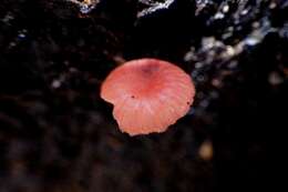 Sivun Mycena roseilignicola Corner 1994 kuva