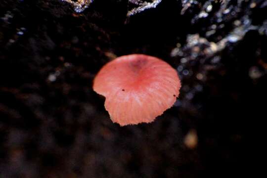 Image of Mycena roseilignicola Corner 1994