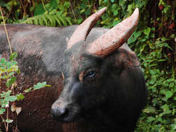 Image of Mindoro Dwarf Buffalo