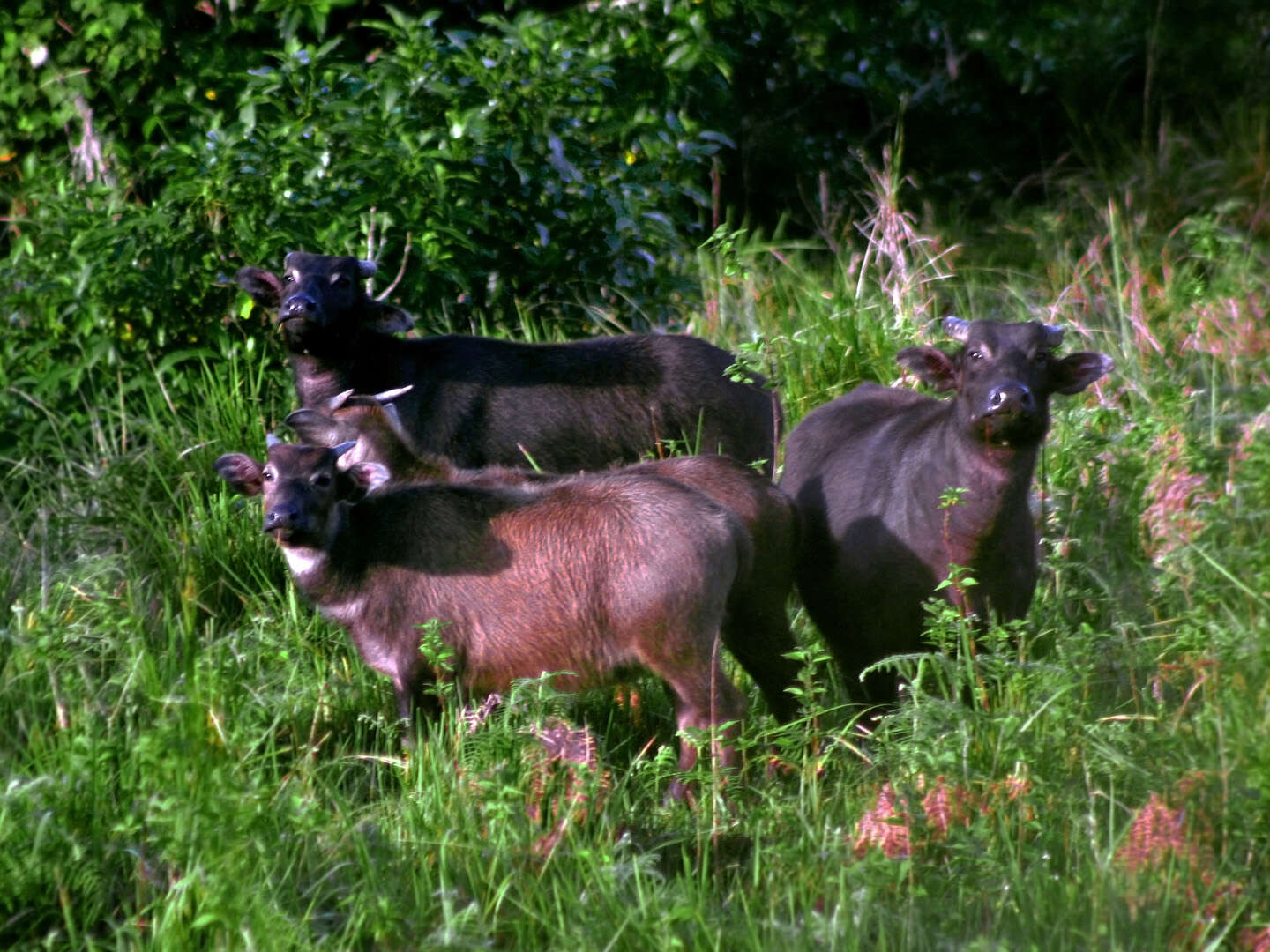 Image of Mindoro Dwarf Buffalo