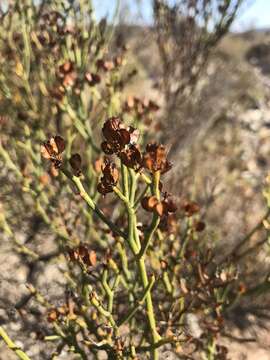 Image of Bulnesia chilensis C. Gay