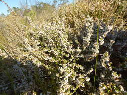 Image of Erica subdivaricata Berg.