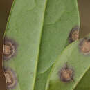 Image de Thedgonia ligustrina (Boerema) B. Sutton 1973