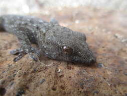 Image of Gomero Wall Gecko