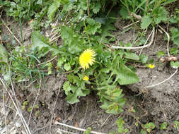 Слика од Taraxacum ochrochlorum Hagl. apud Railonsala