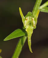 Imagem de Platanthera maximowicziana Schltr.