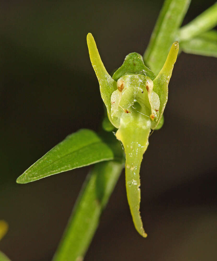 Imagem de Platanthera maximowicziana Schltr.