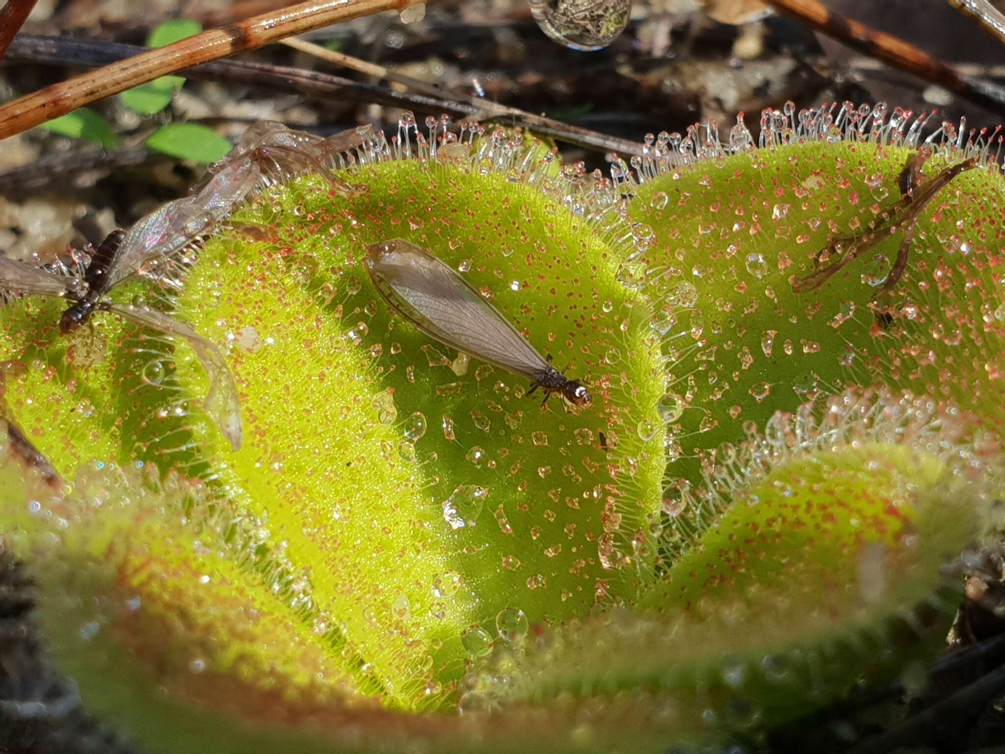 صورة Drosera erythrorhiza Lindl.