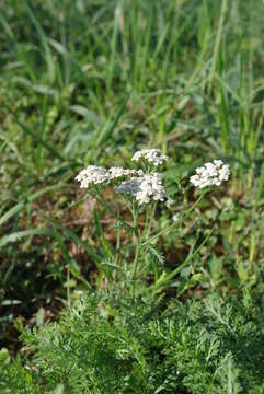 Image of yarrow, milfoil