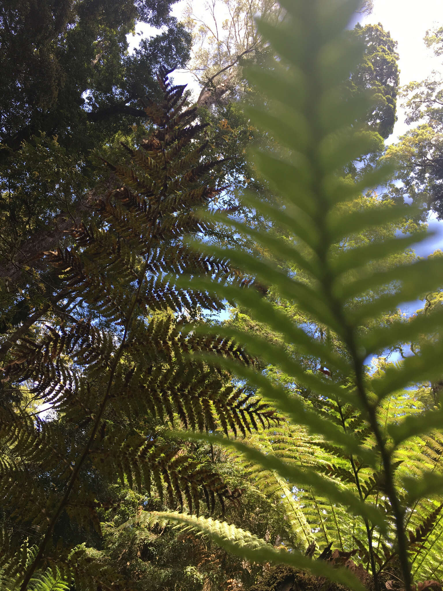 Image of iron fern