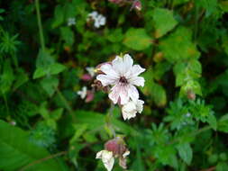 Image of Bladder Campion