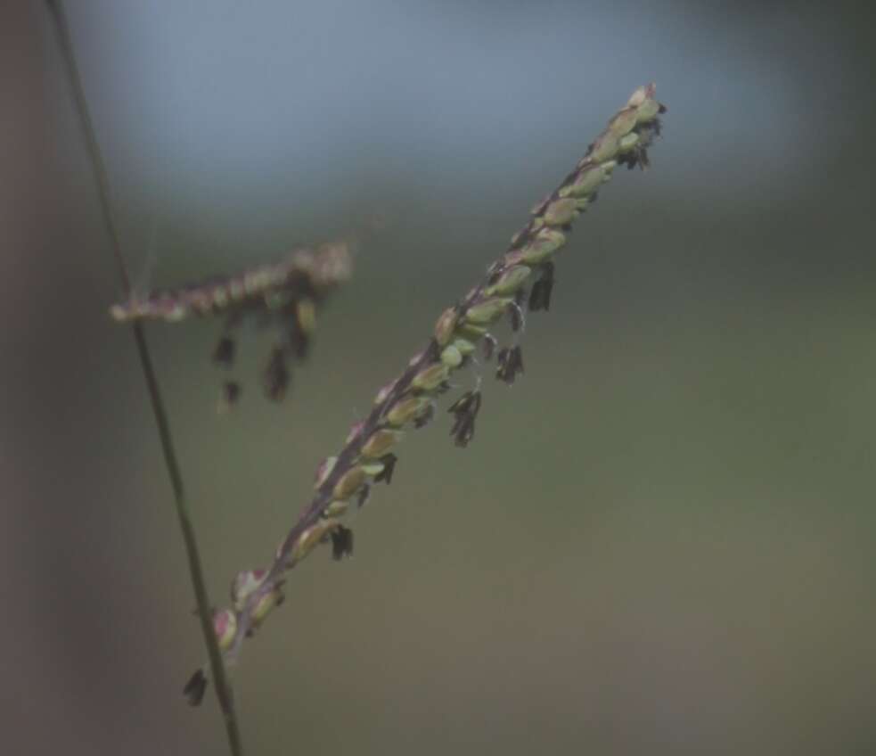 Image of Paspalum crinitum Chase ex Hitchc.