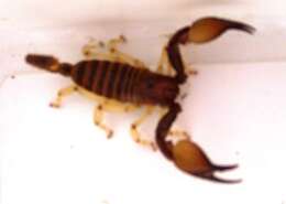 Opistophthalmus carinatus (Peters 1861) resmi