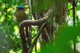 Image of Amazonian Motmot