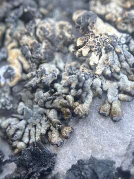 Image of arctic brodoa lichen