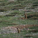 Image of Anatolian ground squirrel