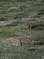 Image of Anatolian ground squirrel