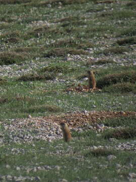 Image of Anatolian ground squirrel