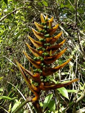 Image of Heliconia librata Griggs