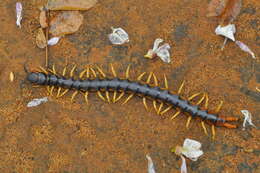 Image of Scolopendra viridicornis Newport 1844