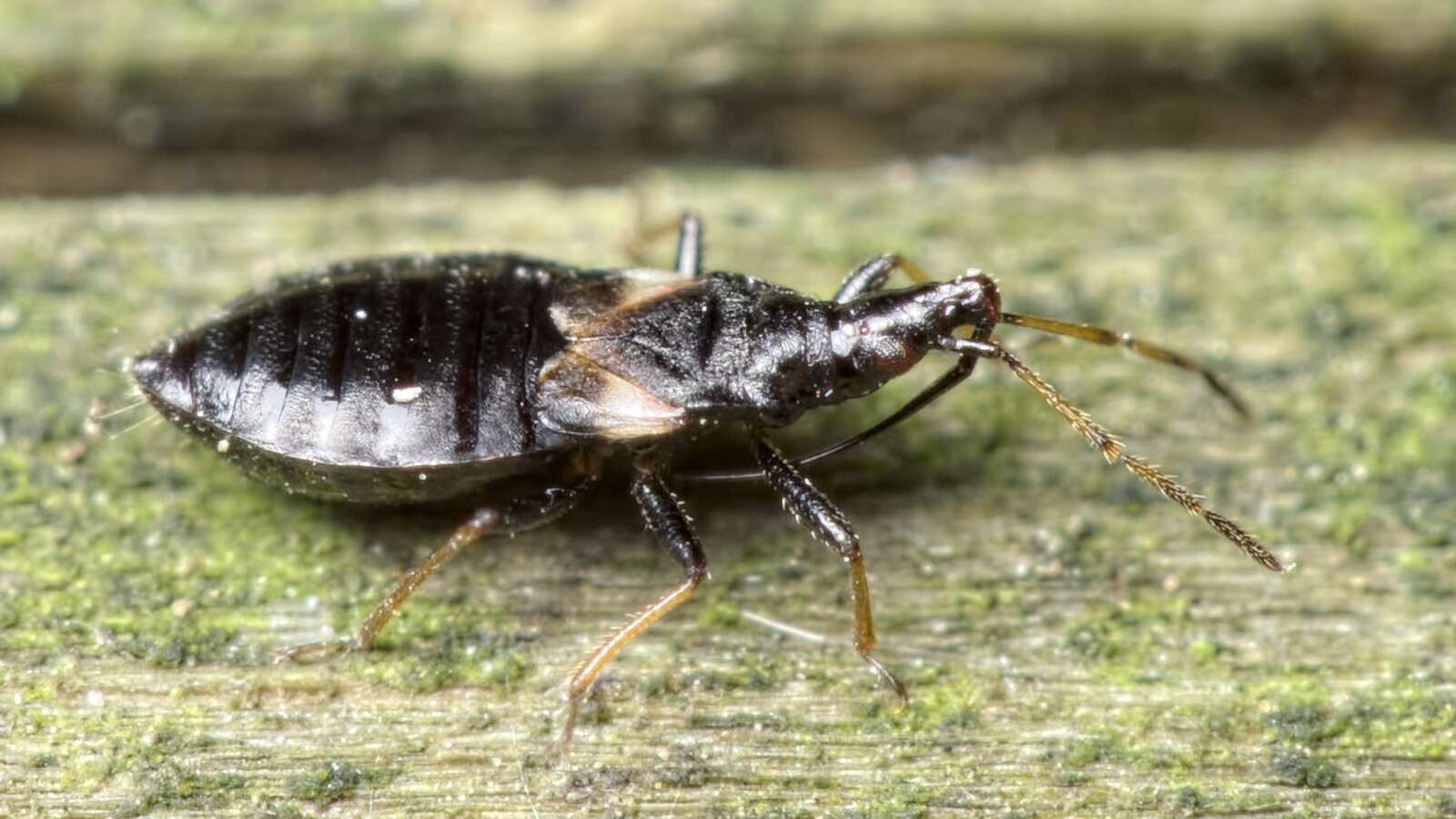 Imagem de Temnostethus gracilis Horvath 1907