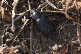 Image of Eleodes (Eleodes) gracilis Le Conte 1858