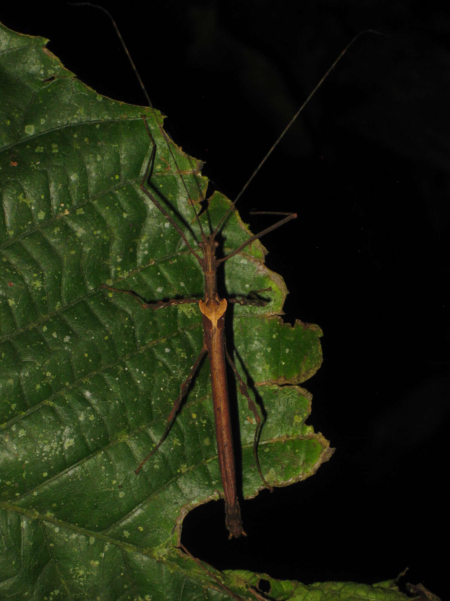 Image of Ignacia auriculata (Bolívar 1896)