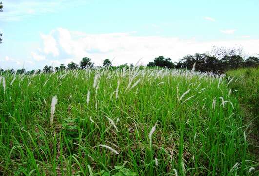 Image of cogongrass