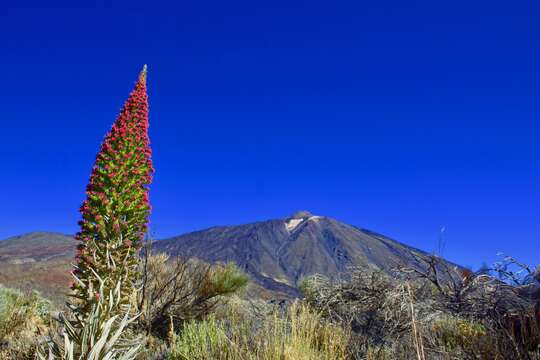 Image of Echium wildpretii H. H. W. Pearson ex Hook. fil.