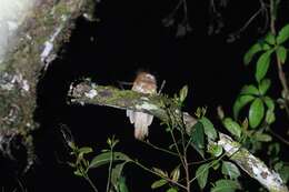 Image of Hodgson's Frogmouth