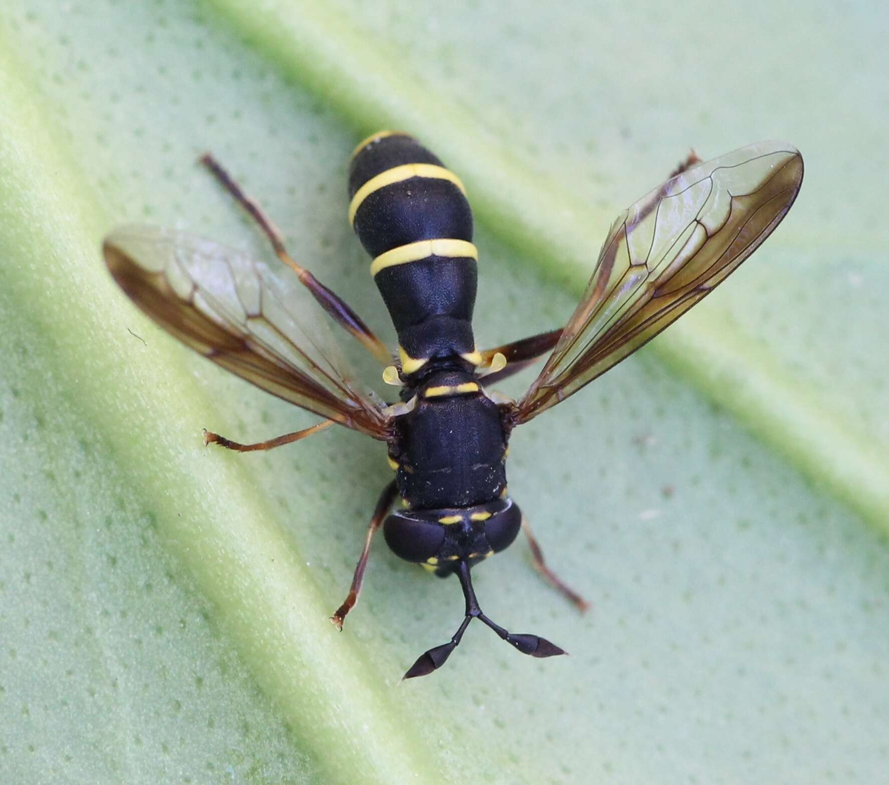 Image of Ceriana conopsoides (Linnaeus 1758)