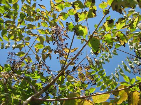 Image of Japanese angelica tree