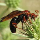 صورة Hemipepsis mauritanica (Linnaeus 1767)