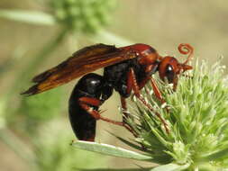 صورة Hemipepsis mauritanica (Linnaeus 1767)