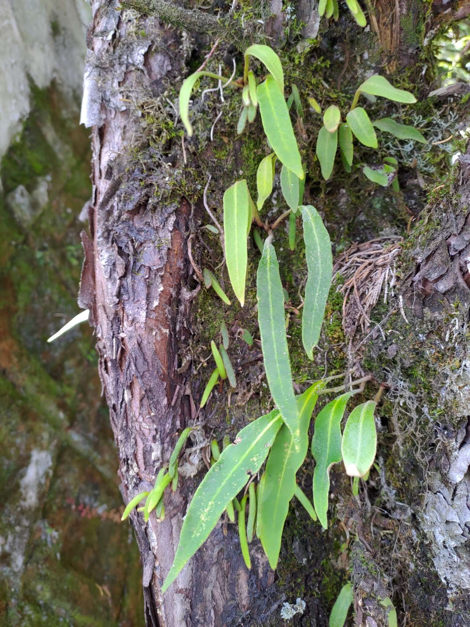 Image of Pyrrosia davidii (Bak.) Ching