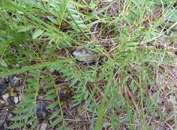 صورة Astragalus bibullatus Barneby & E. L. Bridges