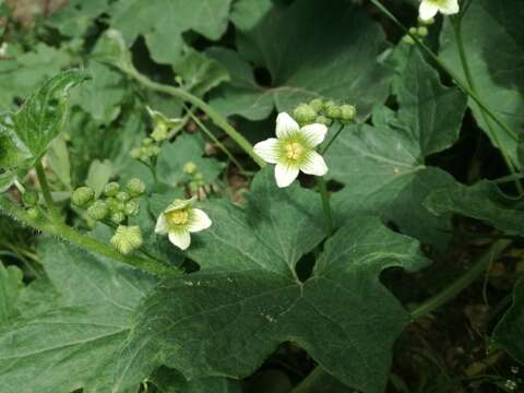 Image of white bryony